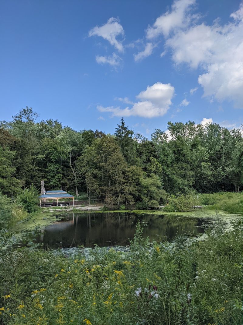 The Pond Feels Like a Tiny World The Pond Feels Like a Tiny World