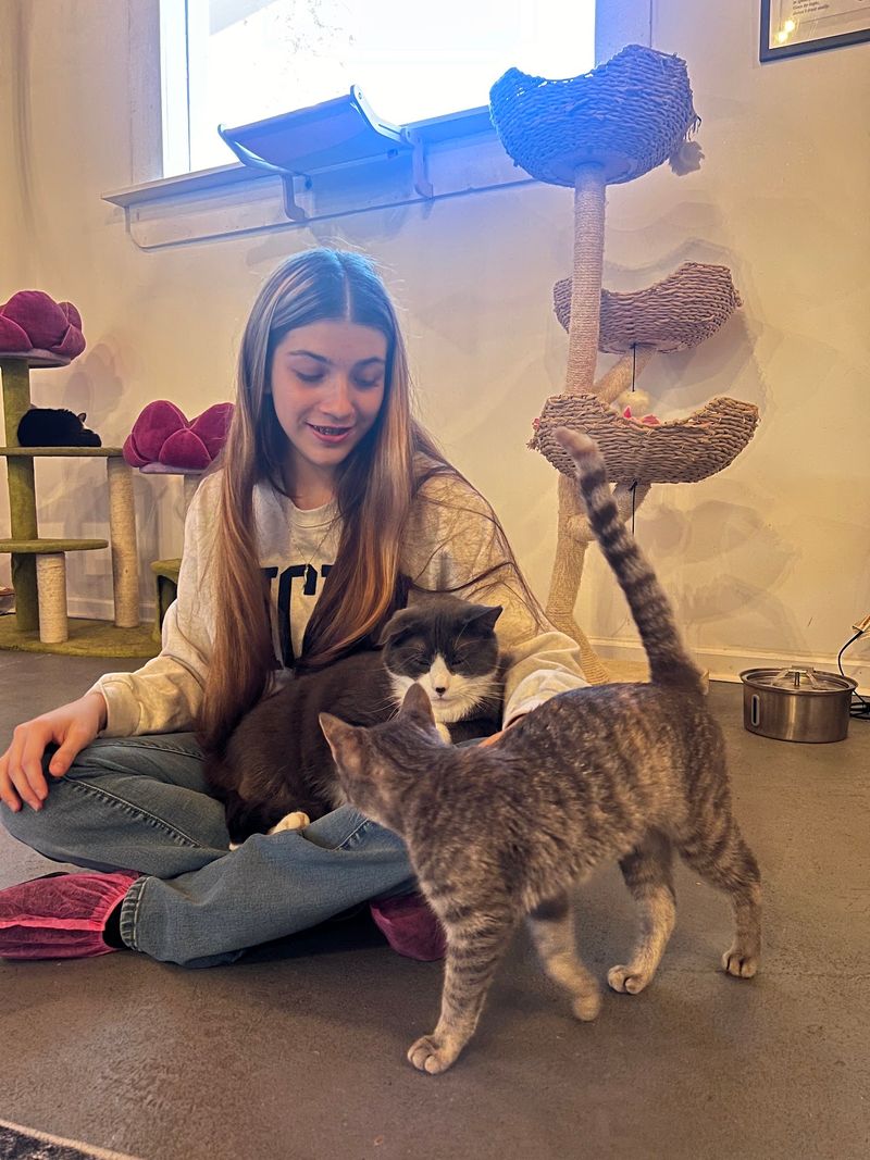 The Pretty Paw Lounge - 370 Mariaville Rd, Rotterdam, NY 12306