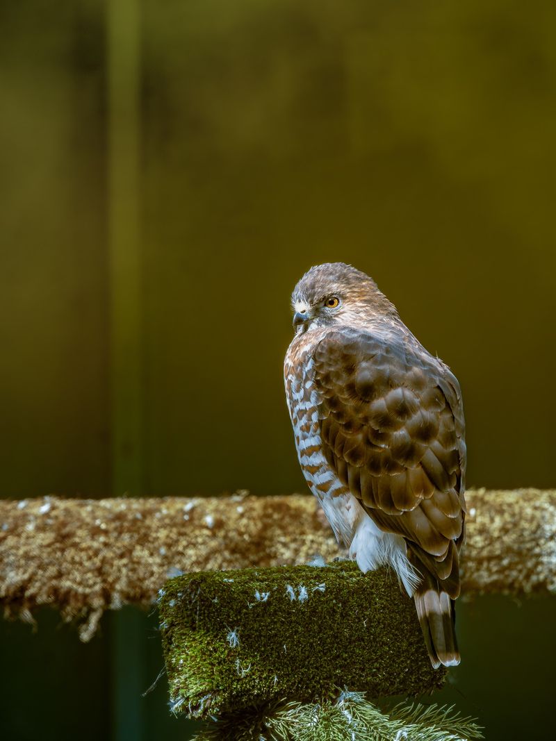 The Raptor Trust - Millington The Raptor Trust - Millington