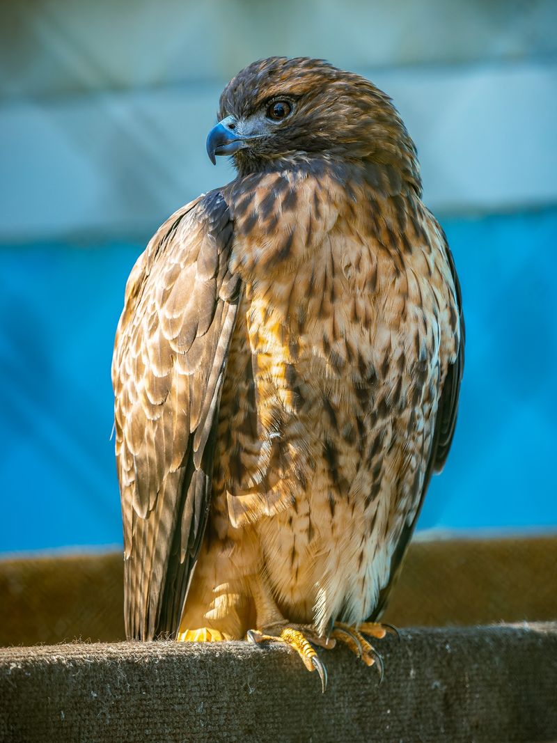 The Raptor Trust - Millington
