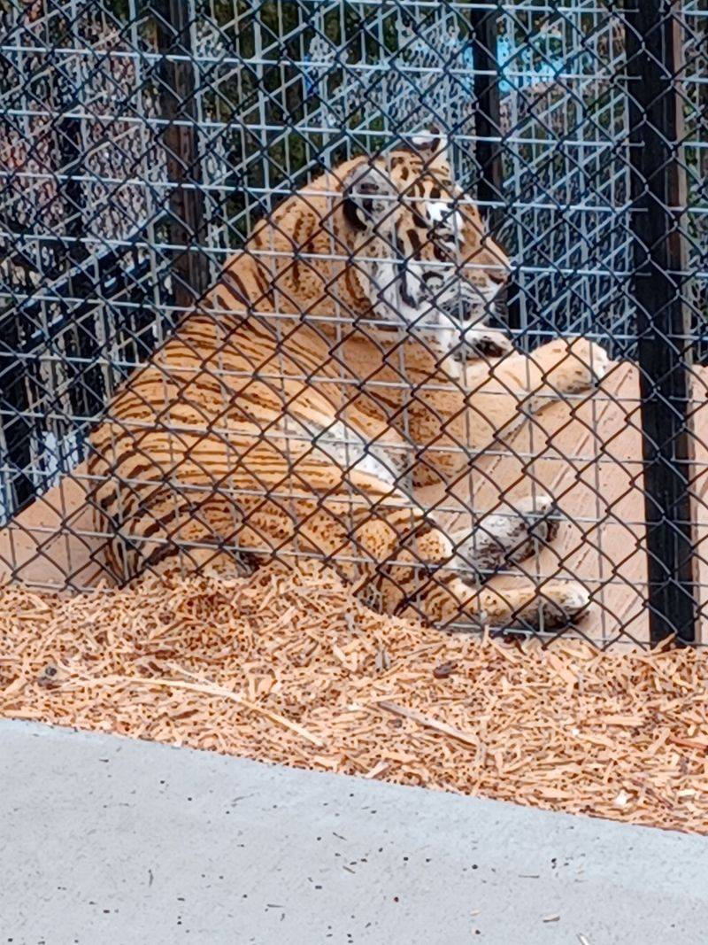 The Safari Feeling in the Heart of Branson The Safari Feeling in the Heart of Branson