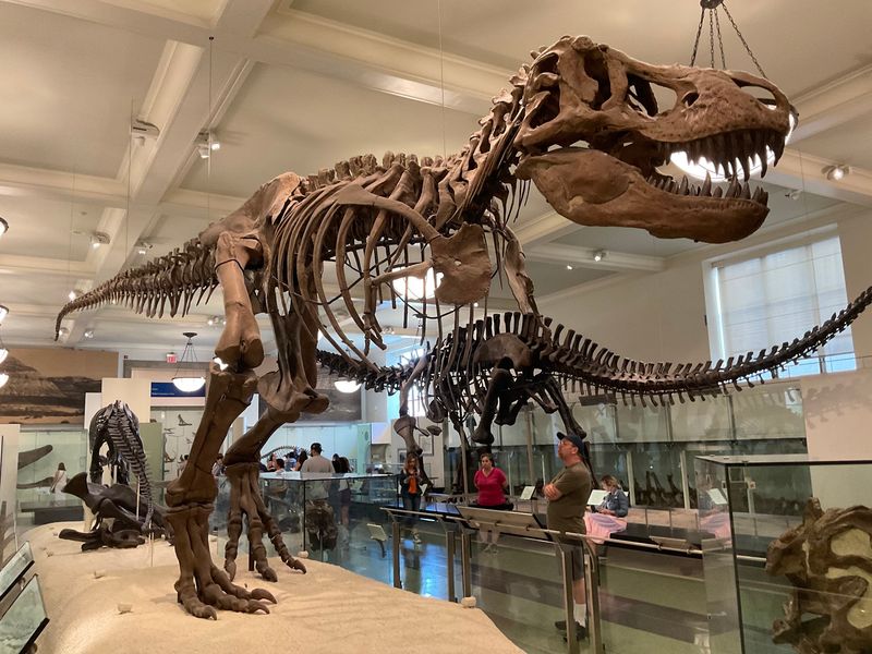 The collection explains how scientists put prehistoric puzzles together The collection explains how scientists put prehistoric puzzles together