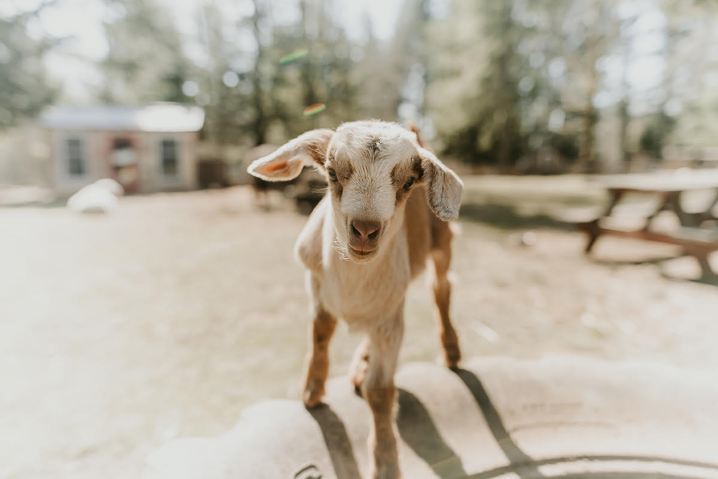 This Hidden Tennessee Farm Is Home to Rescued Pigs, Llamas, Goats, and Cows