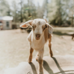 This Hidden Tennessee Farm Is Home to Rescued Pigs, Llamas, Goats, and Cows