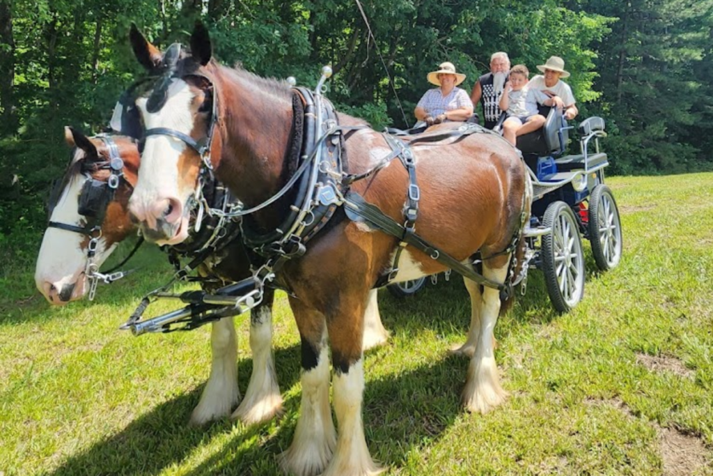 This Tennessee Farm Offers a Carriage Ride Straight Out of a Storybook