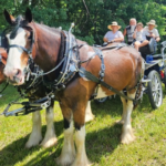 This Tennessee Farm Offers a Carriage Ride Straight Out of a Storybook