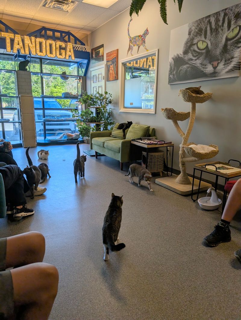 Thoughtful Design Built Specifically for Feline Enrichment
