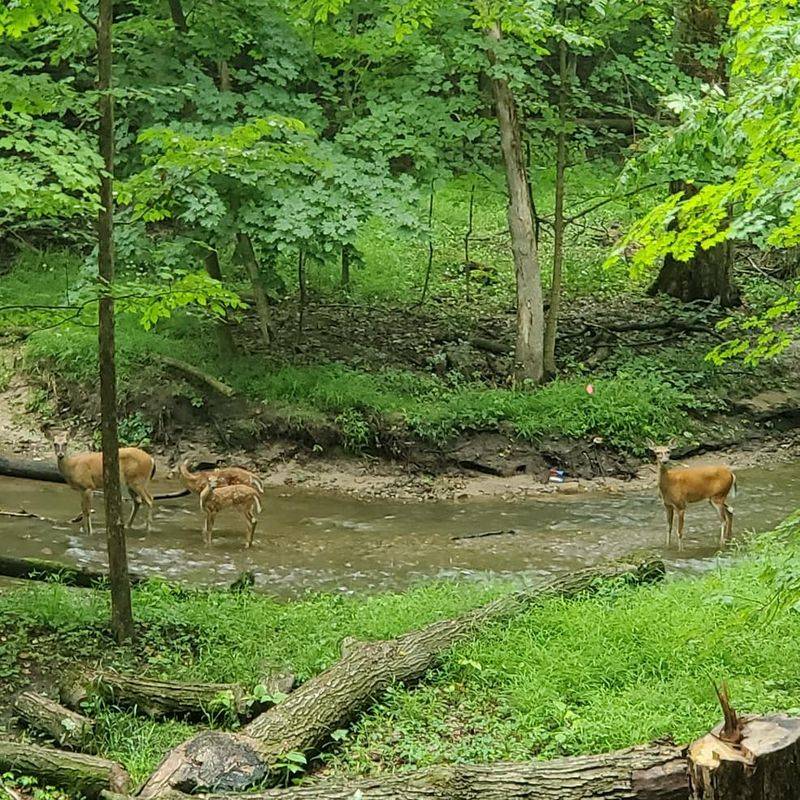 Trails, Deer, and Quiet Corners Beyond the Main Campus Trails, Deer, and Quiet Corners Beyond the Main Campus