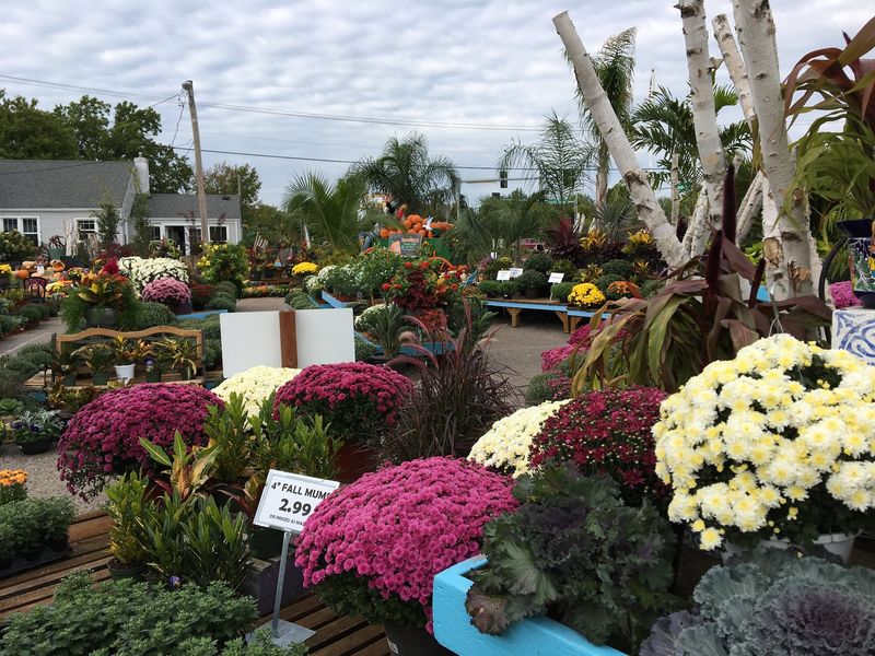 Trees And Shrubs Give The Place Big Garden Energy Trees And Shrubs Give The Place Big Garden Energy