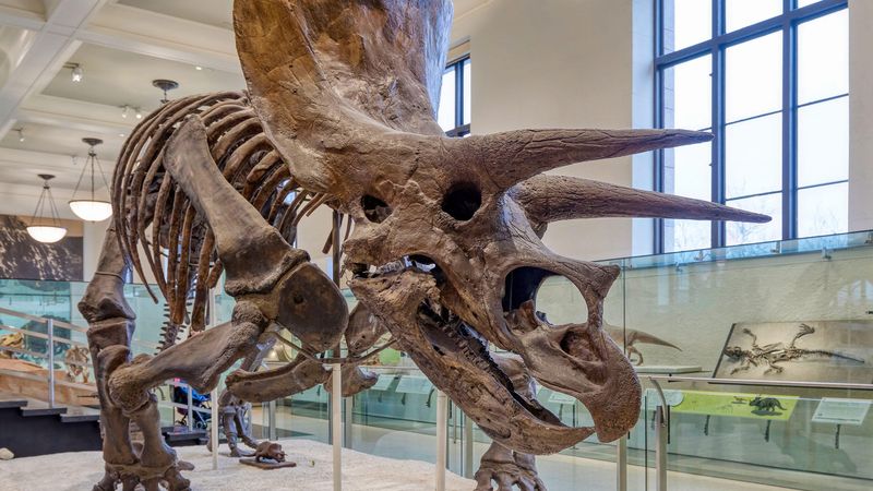 Triceratops shows that plant eaters were anything but boring Triceratops shows that plant eaters were anything but boring