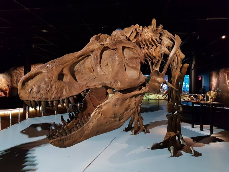 Tyrannosaurus rex brings movie-size drama to real science Tyrannosaurus rex brings movie-size drama to real science