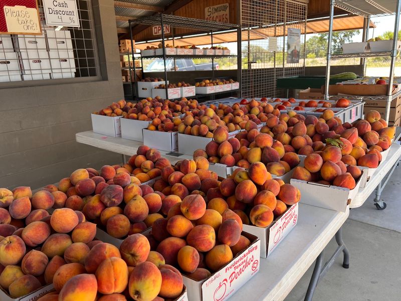 Vogel Orchard (Fredericksburg) Vogel Orchard (Fredericksburg)
