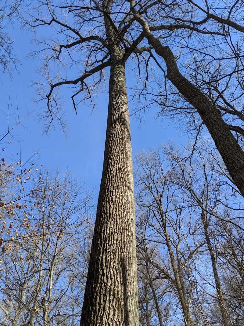 Indiana Giants Overhead