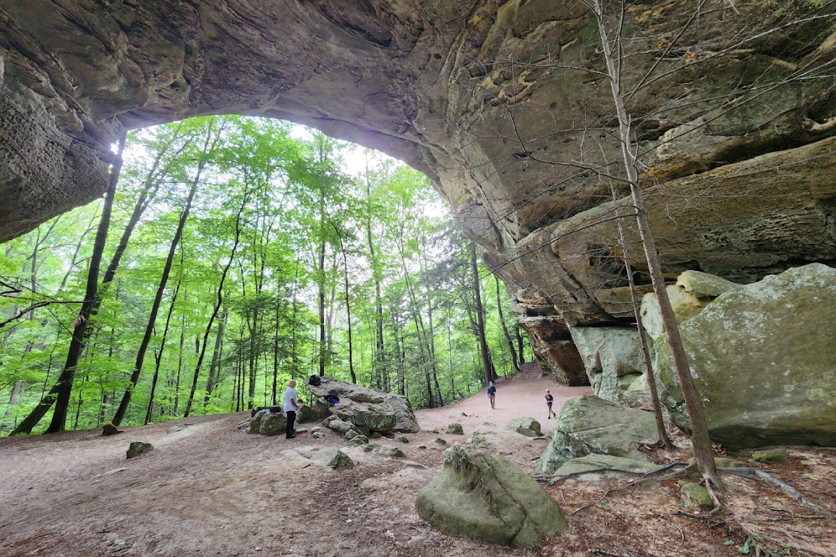 Want to See Black Bears in Tennessee? This Under-the-Radar Park Is Hard to Beat