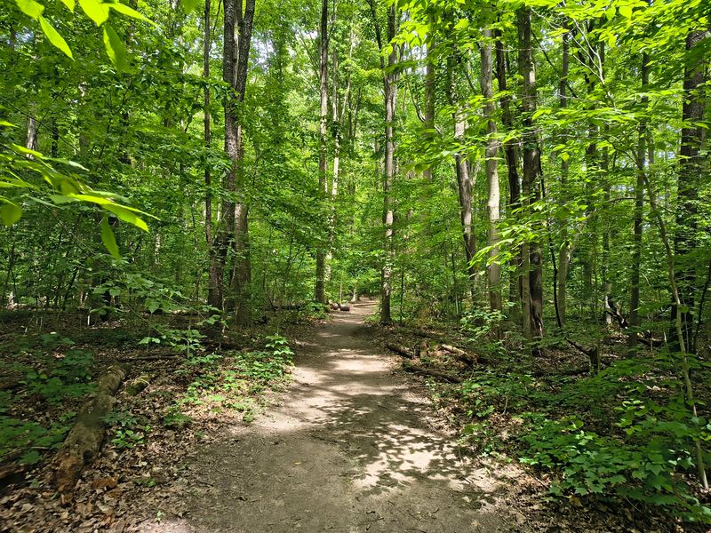 Warren Woods State Park - Berrien County Warren Woods State Park - Berrien County