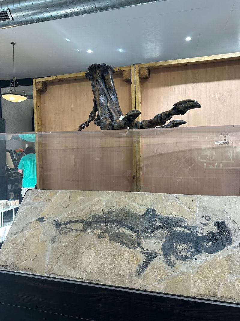 Watch Paleontologists Work on Real Specimens Watch Paleontologists Work on Real Specimens