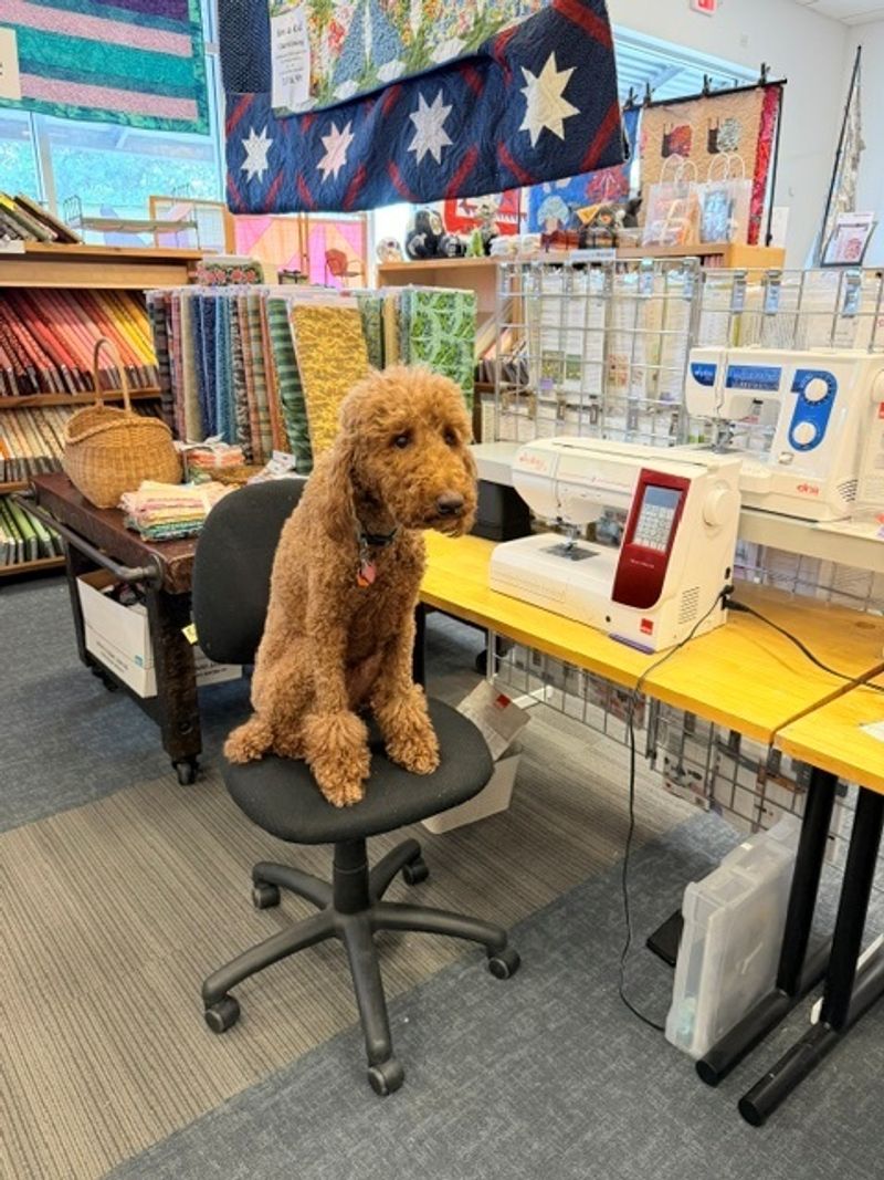 Welcoming Atmosphere That Includes a Shop Dog Named Jane