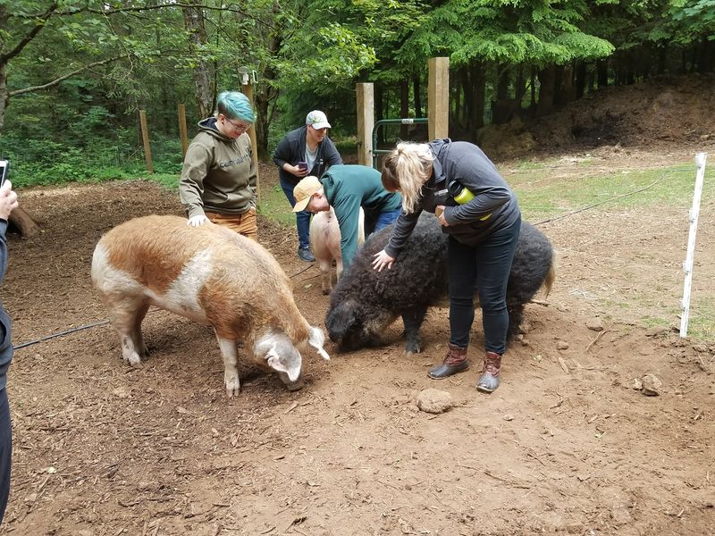 What It's Like to Visit Odd Man Inn Animal Refuge What It's Like to Visit Odd Man Inn Animal Refuge