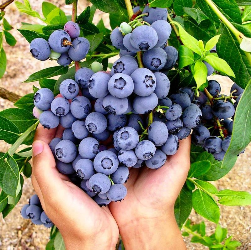 What Makes DiMeo’s Blueberries Organic Non-GMO and Heirloom