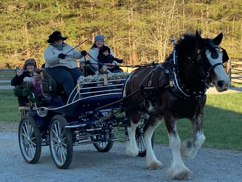 What the Carriage Ride Experience Is Really Like