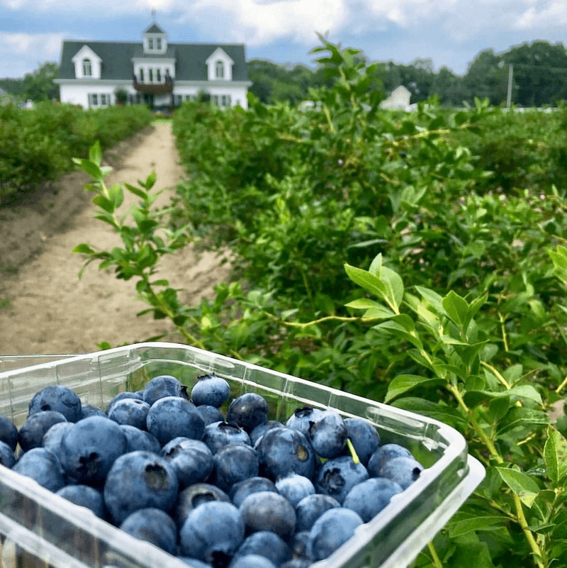 What to Know Before You Make the Drive to Hammonton