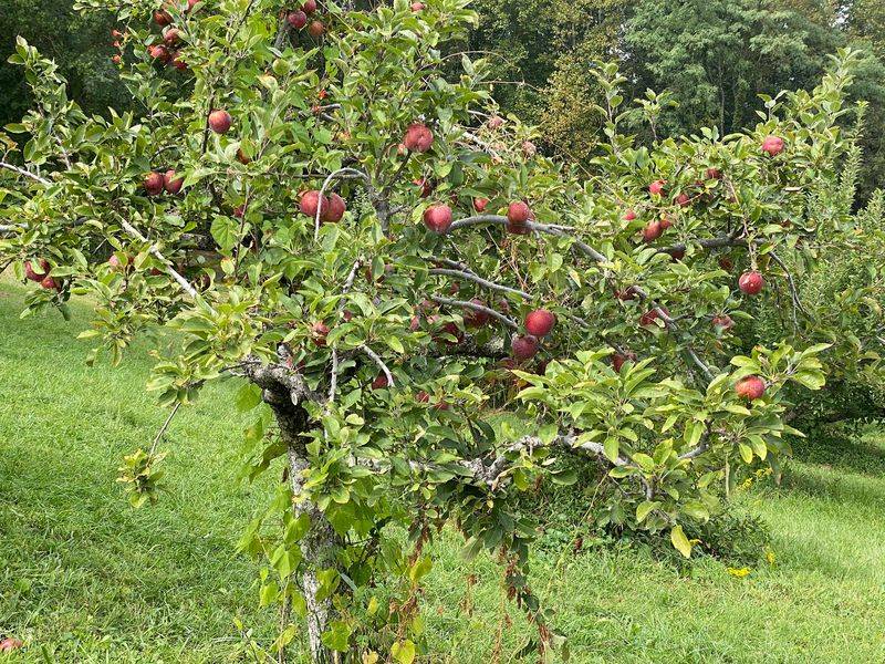 Wheeler's Orchard, Dunlap Wheeler's Orchard, Dunlap
