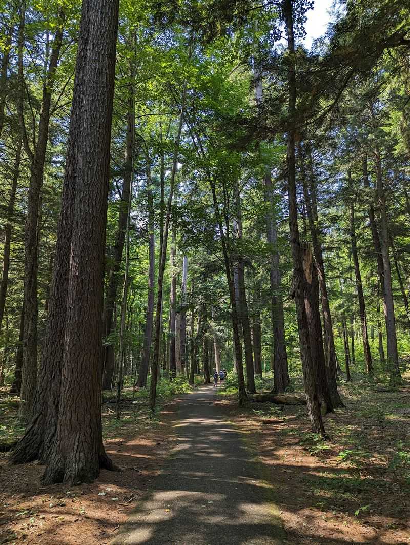 Where the Trees Still Tower Where the Trees Still Tower