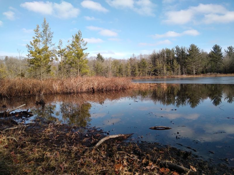 Where the Woods Open Up to Water Where the Woods Open Up to Water