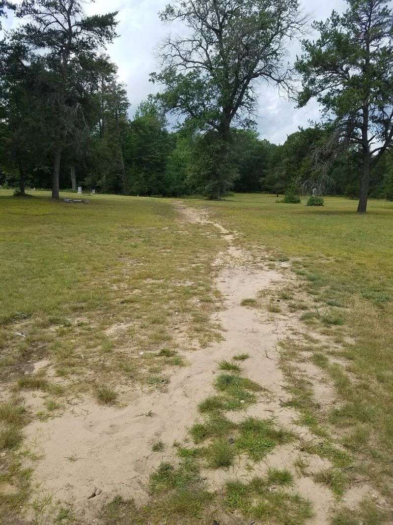 Where the Woods Swallow the Town
