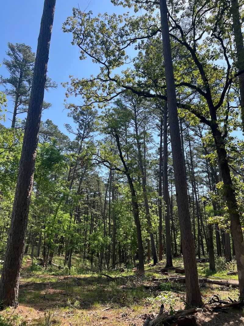 Whispering Pines Nature Trail, Tyler State Park (Tyler)