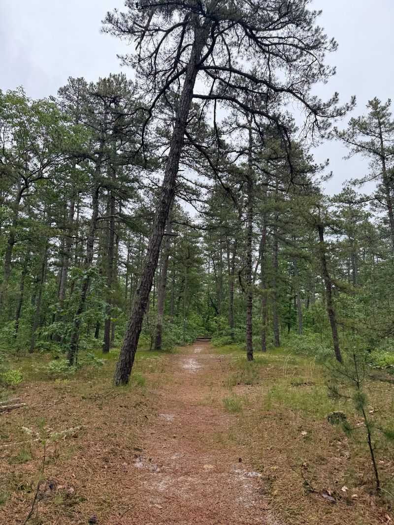 Whispering Pines Trail - Wharton State Forest