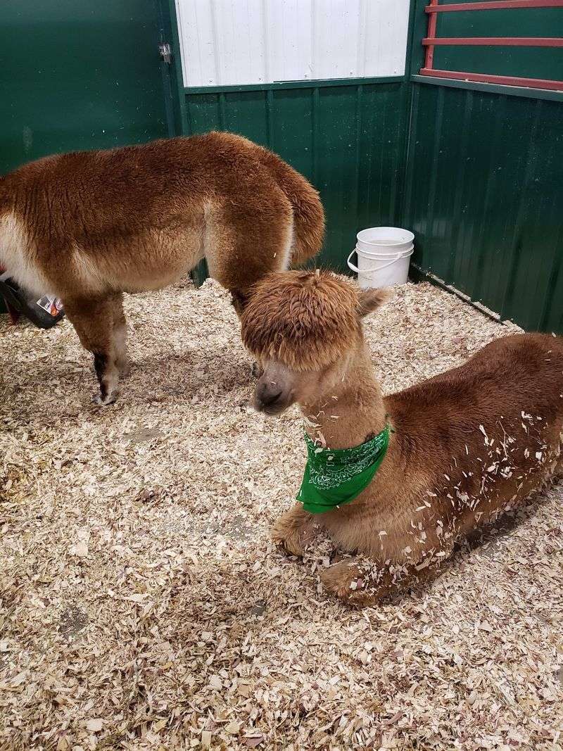 Why Clare's Reindeer Farm Lands So Well