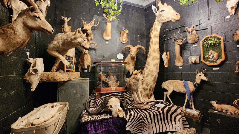 Why Fans of Oddities Keep Coming Back Why Fans of Oddities Keep Coming Back