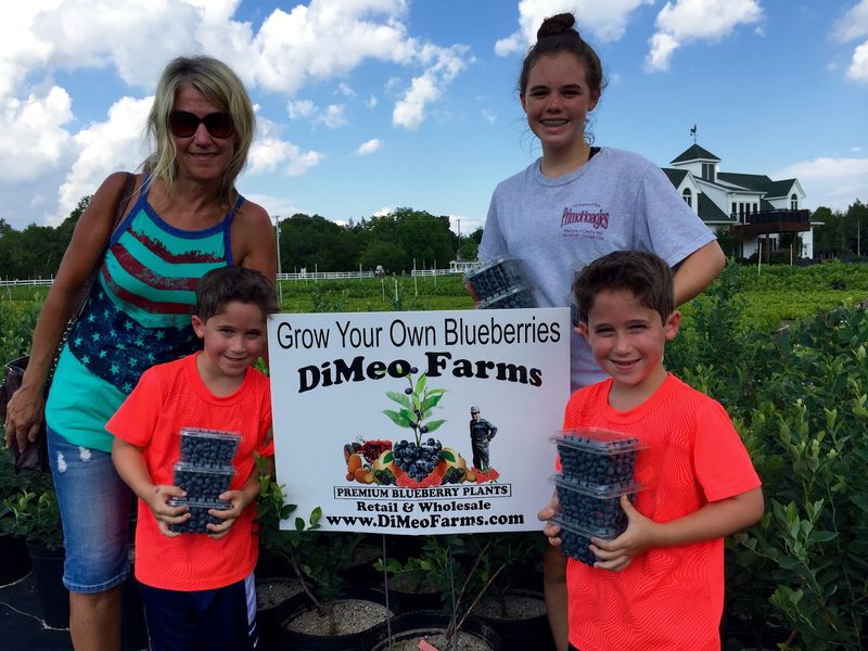 Why Picking Your Own Blueberries for $2.50 a Pint Is Such a Sweet Deal