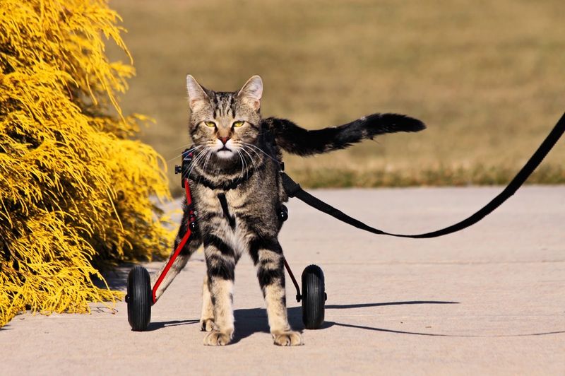 Why Special-Needs and Senior Cats Are Never Written Off Why Special-Needs and Senior Cats Are Never Written Off