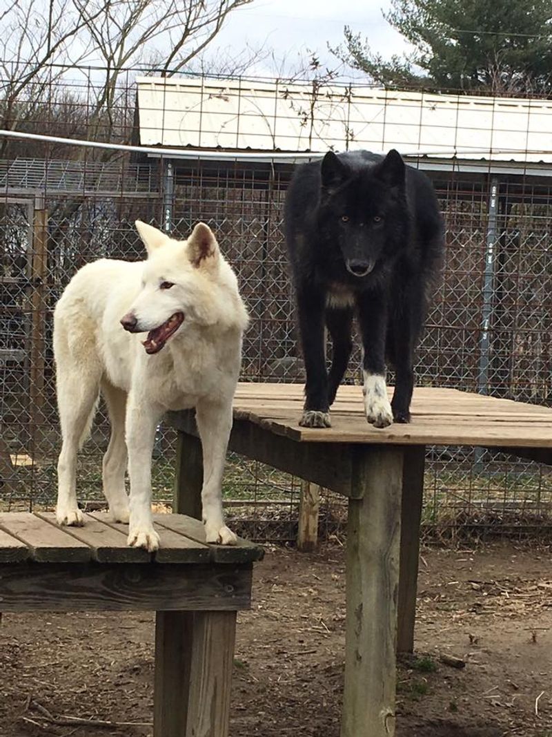Why Wolfdogs Need a Different Kind of Rescue Why Wolfdogs Need a Different Kind of Rescue