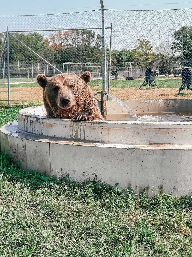 Why a Safari Style Park Fits Cedar Springs So Well