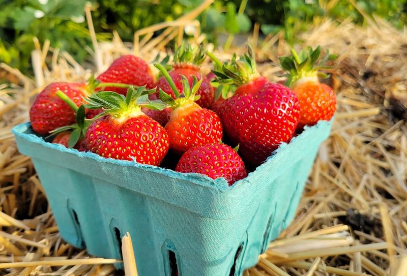 Why the berries taste bigger than store fruit Why the berries taste bigger than store fruit