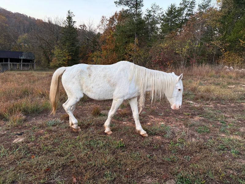 Wild Horses Add a Bit of Magic Wild Horses Add a Bit of Magic