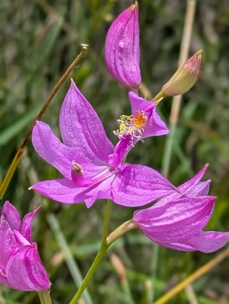 Wildflowers and Orchids Add Small Surprises Along the Way Wildflowers and Orchids Add Small Surprises Along the Way