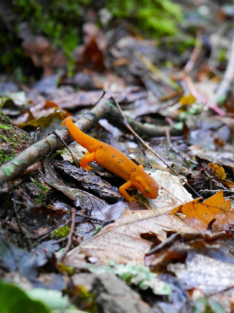 Wildlife Moments After The Crowds Fade