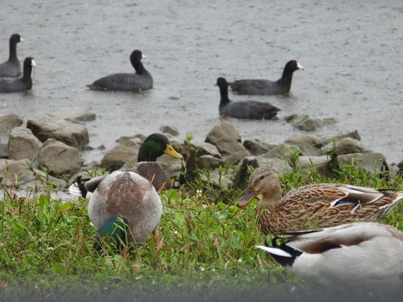 Wildlife Watching From Ducks To Deer Wildlife Watching From Ducks To Deer