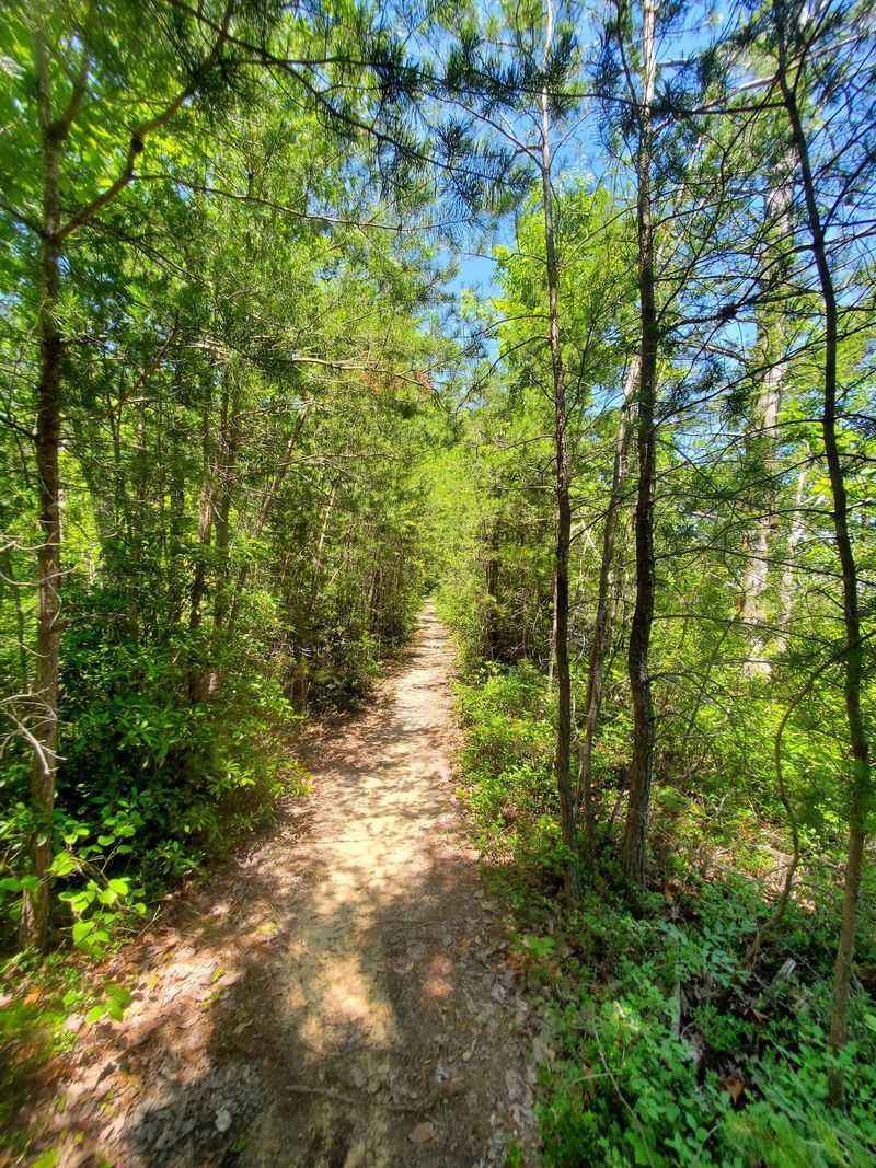 Wildlife and Quiet Forests Reward Those Who Slow Down