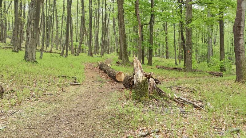 Worthington State Forest Worthington State Forest
