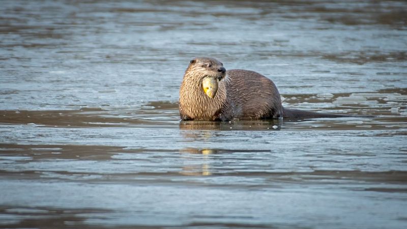Where River Otters Turn a Calm Pond Into a Show Where River Otters Turn a Calm Pond Into a Show