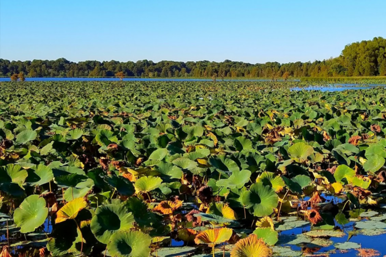 You Might Want to Avoid This Tennessee Lake If You’re Afraid of Snakes