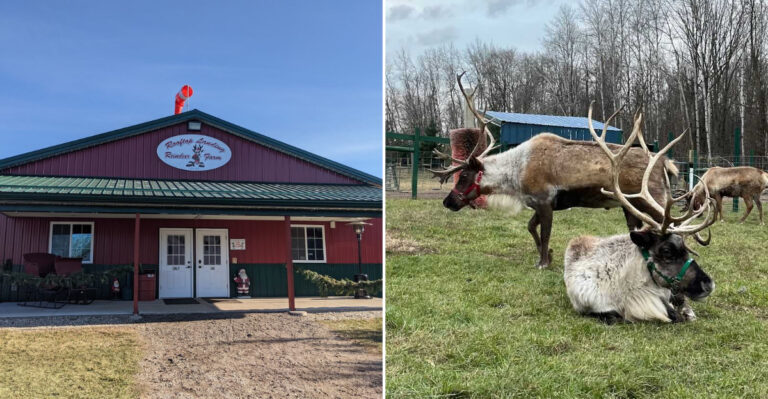 A Michigan Reindeer Farm Brings A Touch Of The North Pole Closer To Home