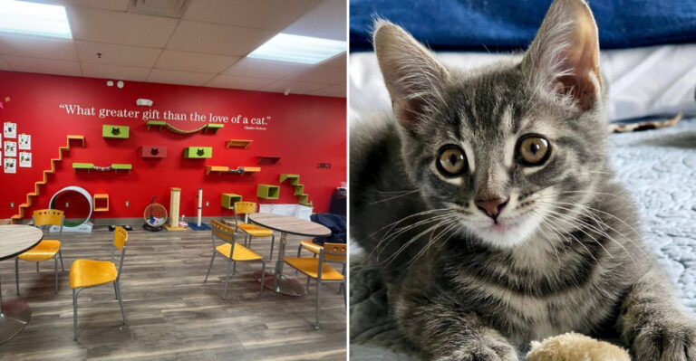 Ann Arbor’s Michigan Cat Lounge Serves Coffee With a Side of Purrs