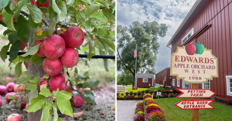 Apple Picking Season Is Here at These 11 Illinois Orchards