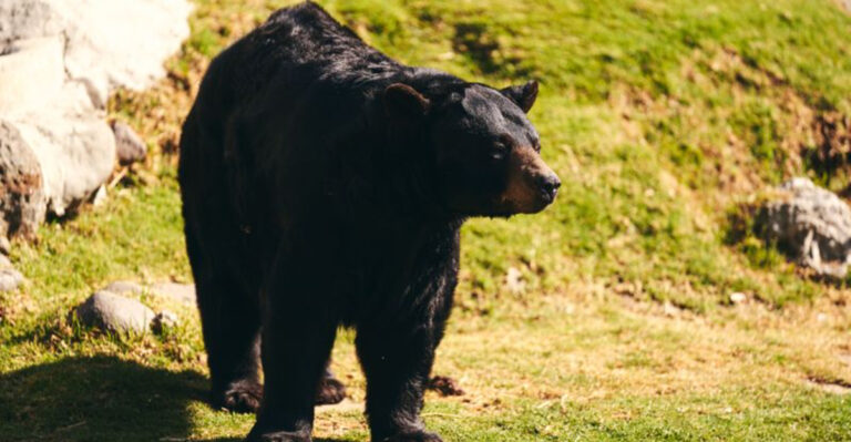 Bear Alert: Black Bears Have Appeared in These New Jersey Areas